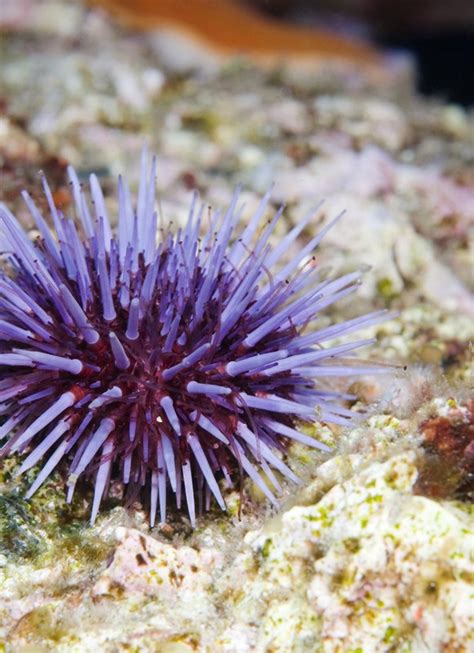 The use of sea urchins in this context originates from the 1800s sea urchin — n. Purple Sea Urchin | West Edmonton Mall