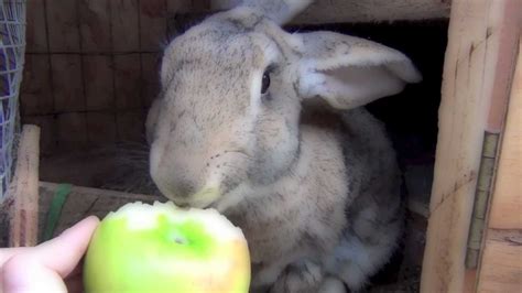 Cutest Bunny Rabbit In The World Youtube