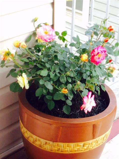 How To Grow Roses In Containers Container Flowers Patio Flower Pots