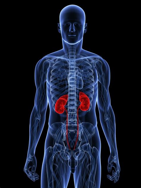 Each bears a small but crucial cap of endocrine tissue called the adrenal gland, which produce the important steroid hormones of the body. Kidney Care - How to keep your kidneys healthy | Pranin ...