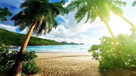 Hd Wallpaper Coconut Trees Near Seashore Nature Landscape Tropical