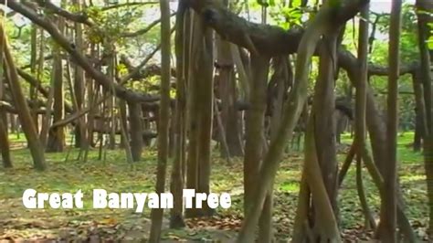 great banyan tree calcutta west bengal tourism banyan tree tourism west bengal