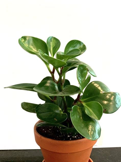 It looks like a palm tree, with a bulky part on the another bonsai tree that is toxic to cats is the jade plant. 10 Best Non-Toxic Houseplants That are Safe For Children ...