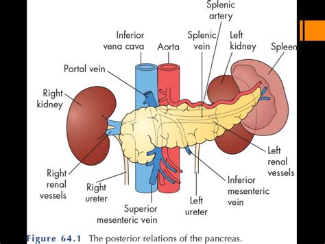 Correctly Label The Parts Of The Pancreas Heat Exchanger Spare Parts