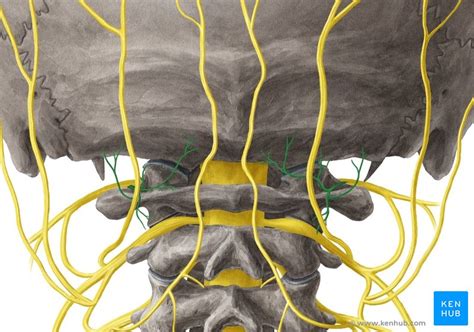 Nervus Suboccipitalis Anatomie Verlauf Und Funktion Kenhub