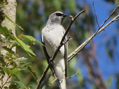 White Bellied Or Black Faced Birds In Backyards
