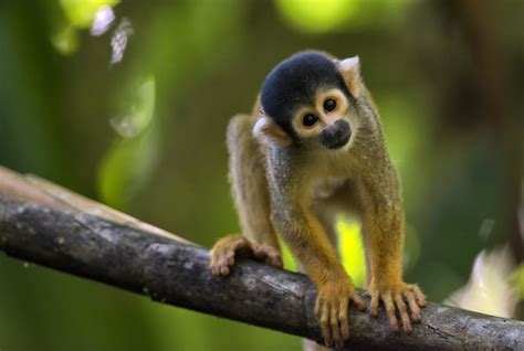 The Free Spirited One Can Squirrel Monkeys Be Kept As Pets
