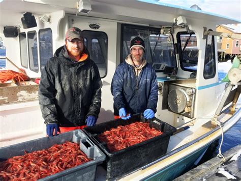 Maine Shrimp Get Em While Theyre Hot Boothbay Register