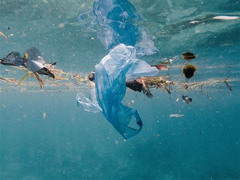Is There A Link Between Ocean Pollution And Damage To Human Health