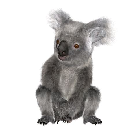 Australia, Kola Bear, Bear, Australia, Koala #australia, # ...