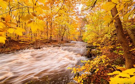 Download Wallpaper 1920x1200 River Forest Autumn Trees