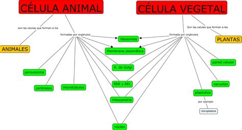 Cuadro Comparativo Entre Celula Animal Y Vegetal Diferencias Y Images