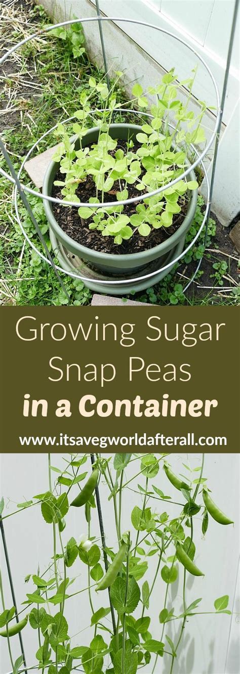 Growing Sugar Snap Peas In Containers Snap Peas Garden Growing Peas