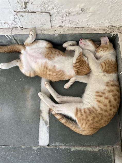 Cute Kittens For Adoption Rdelhi