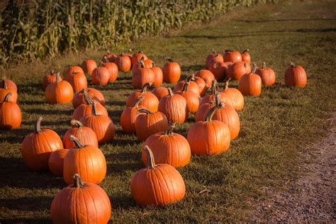 Top Things To Do This Fall In Cumberland Valley Pa