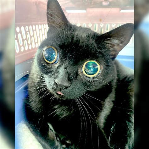 Jinx Cat With The Biggest Eyes Became Mayor Of Hell Mi For A Day