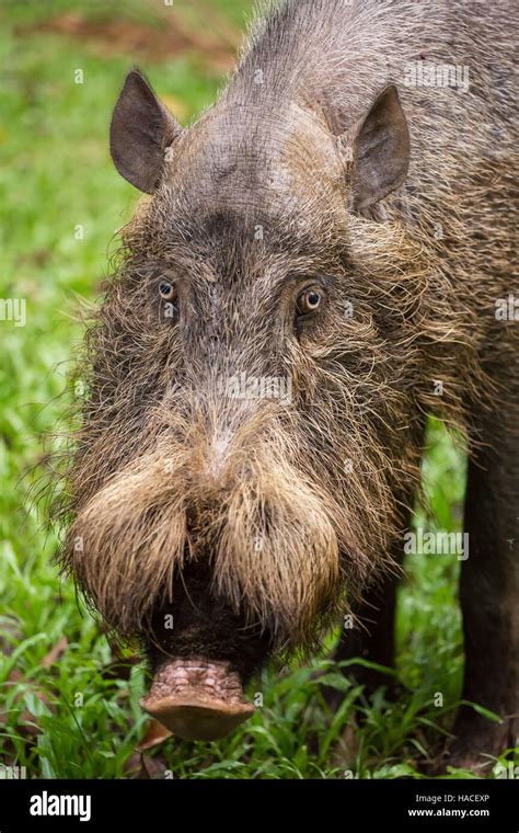 Bornean Bearded Pig In Bako National Park Borneo Malaysia Stock Photo