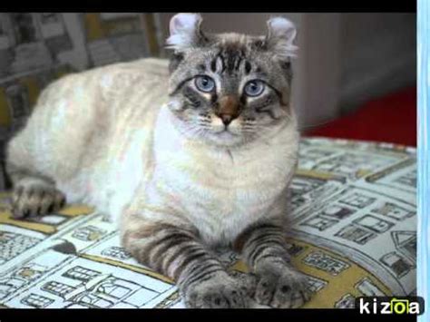 Bengal kittens for sale.they are great around other cats,great around children and doing good around dogs.he's 100% litter box trained and kennel trai. HIGHLAND LYNX DU NORD.COM - YouTube