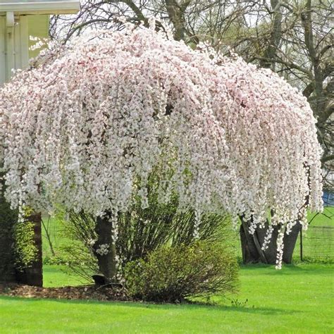 Snow Fountain Weeping Cherry — Affordable Trees