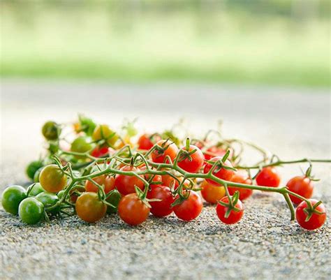 For gardeners looking for some different tomato varieties to try, here are 25 heirloom varieties with surprising colors and patterns. The best heirloom tomato varieties to grow in your garden ...