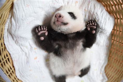 Grand Format Préparez Vous à Fondre Devant Ces Bébés Pandas