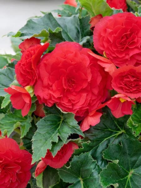 Buy Begonia Bulbs Double Begonia Red From The Award Winning Harts