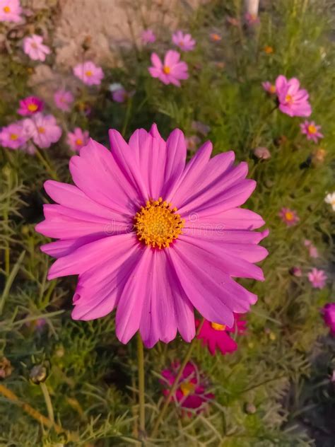 Close Up Capture Of The Beautiful Pink Colour Cosmos Flowernight