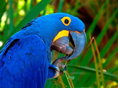 Blue Macaw Animal Care