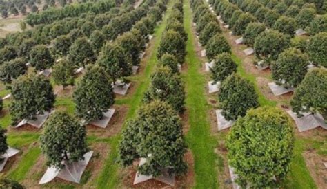 Jadi, keluasan ladang gandum di kawasan seluas 800 ekar. Berita TV Malaysia: Potensi Pendapatan Tanaman Durian ...