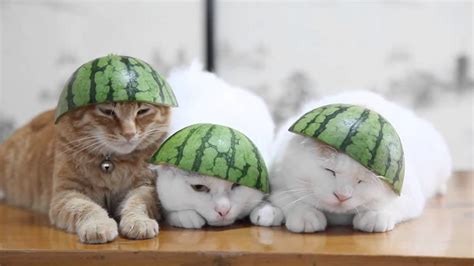 Hd Funny Cat 140820 スイカ帽子 Watermelon Hat すいか Youtube