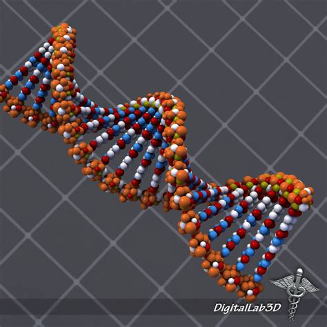 Dna Structure 3d Model Cgtrader