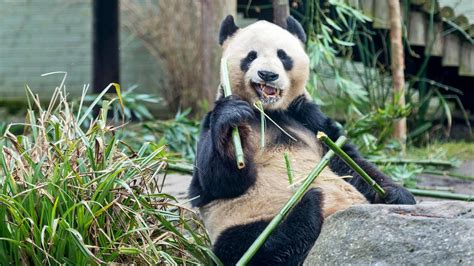 Edinburgh Zoo Stocks Up To Feed Giant Pandas During Coronavirus Crisis
