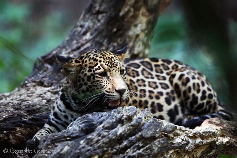 El Jaguar En Mayor Peligro De Extinción De Lo Que Se Pensaba Unam