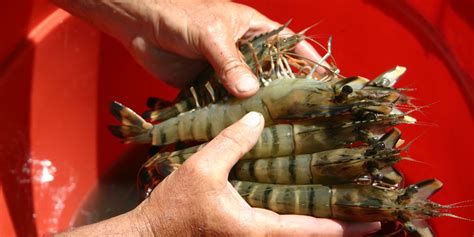 Worlds Largest Shrimp Farm On Track To Go Online In 2018