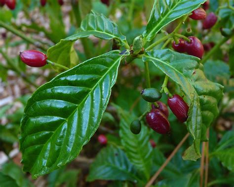 Leaf form is variable, generally lanceolate leaves to 4 inches long, margins entire, smooth. Flowers Blog » florida plants with red flowers | Florida ...