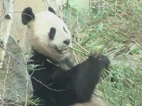 Edinburgh Zoo Pandas Prepare To Mate Daily Record