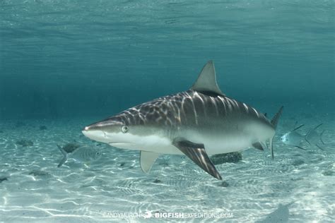 Blacknose Shark Bimini Big Fish Expeditions