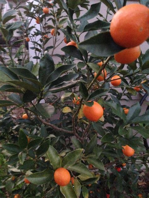 My Kumquat Tree In South Georgia Is Loaded With Fruit Kumquat Tree
