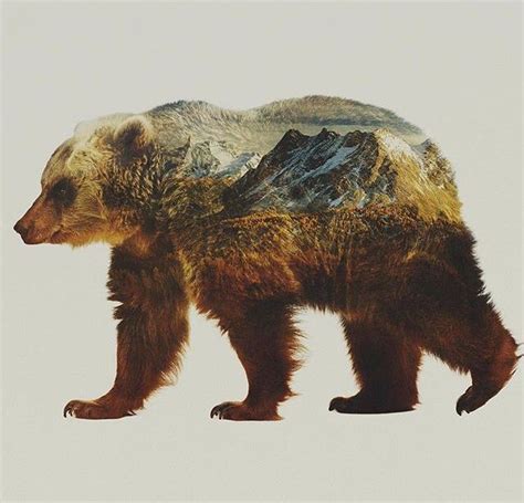 Bear Love Bear Wild Patagonia
