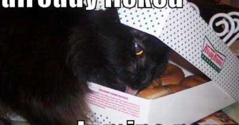 Lolcat Licking A Donut In A Box Cats And Kittens Pinterest Humor
