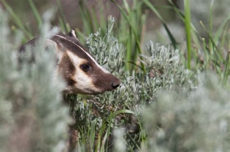 A Bevy Of Badgers Roads End Naturalist