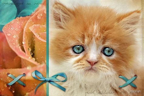 raindrops on roses and whiskers on kittens by micklyn redbubble