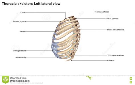 Thoracic Skeleton Lateral View Stock Illustration Illustration Of