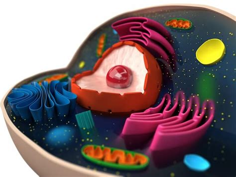 Celulas Del Cuerpo Humano Y Sus Caracteristicas Consejos Celulares
