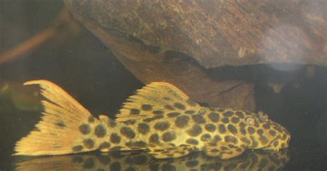 Suckered L114 Leopard Cactus Pleco Profile