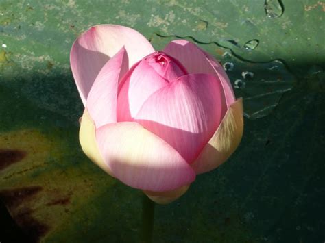 Gratuito download tatuaggi fior di loto significato e tante foto. Giardino acquatico e fiori di loto: una storia d'amore ...