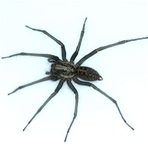 Giant House Spider Eratigena Duellica Bugguidenet