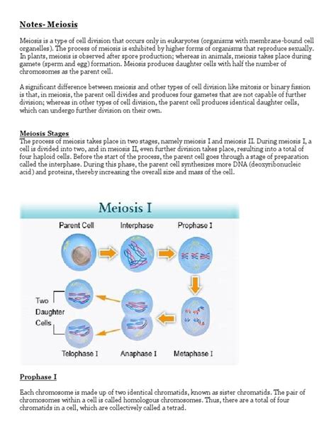 Notes Meiosis Meiosis Mitosis