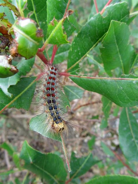 The Spongy Moth Caterpillar Identification Guide With Photos Owlcation