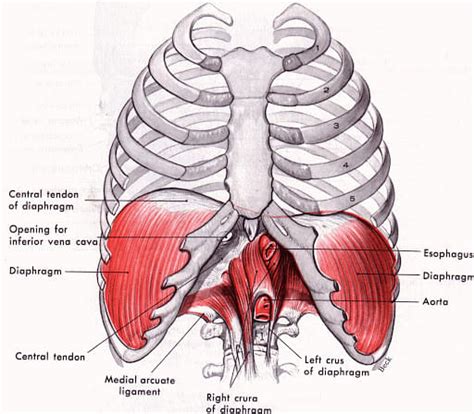 Thoracic Cavity Definition Structure Functions And Diseases